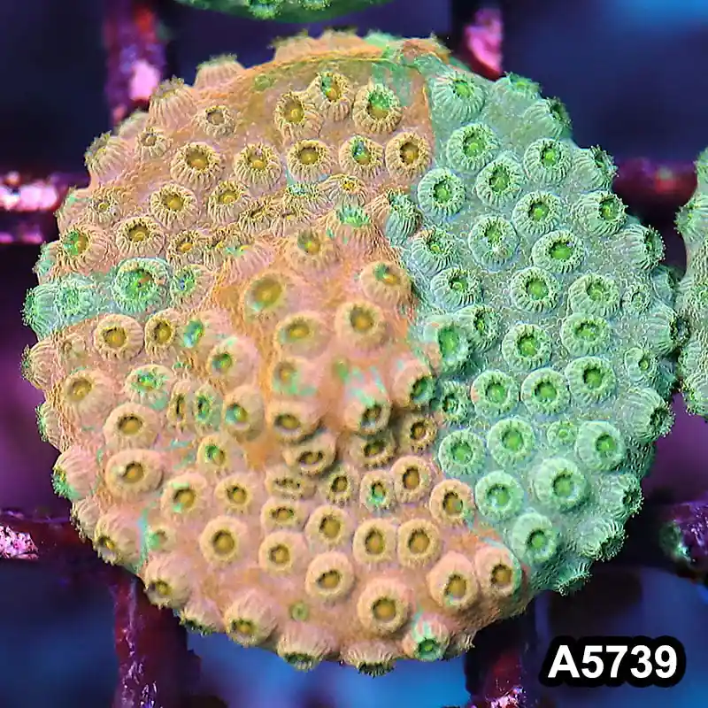 Item#A5739FM5739(S) WYSIWYG Rainbow Cyphastrea Frag - Zooxae