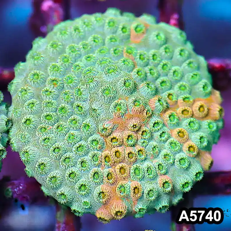 Item#A5740FM5740(S) WYSIWYG Rainbow Cyphastrea Frag - Zooxae