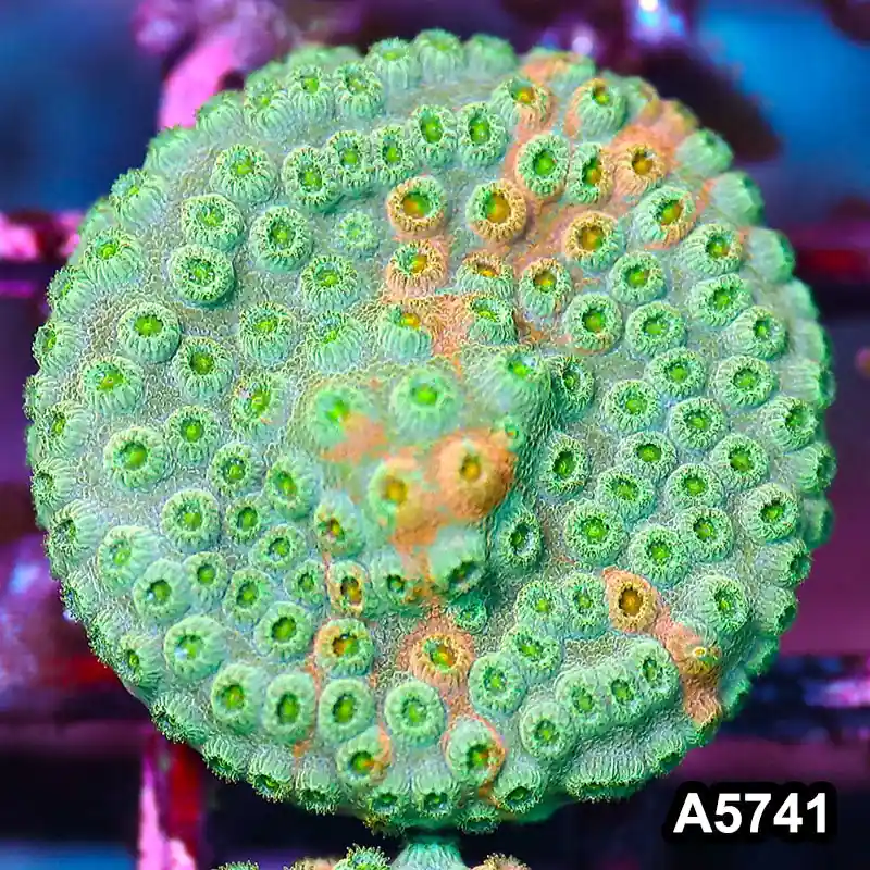 Item#A5741FM5741(S) WYSIWYG Rainbow Cyphastrea Frag - Zooxae
