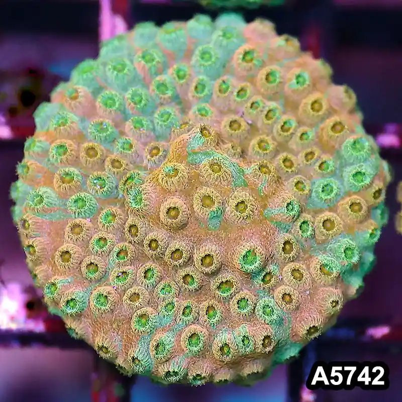 Item#A5742FM5742(S) WYSIWYG Rainbow Cyphastrea Frag - Zooxae