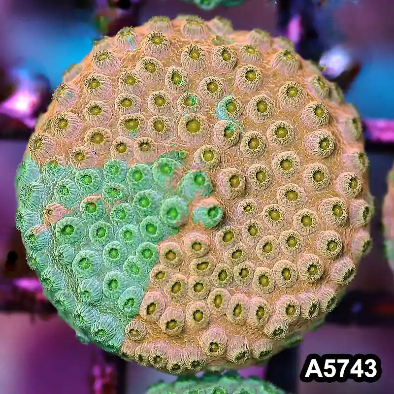 Item#A5743FM5743(S) WYSIWYG Rainbow Cyphastrea Frag - Zooxae
