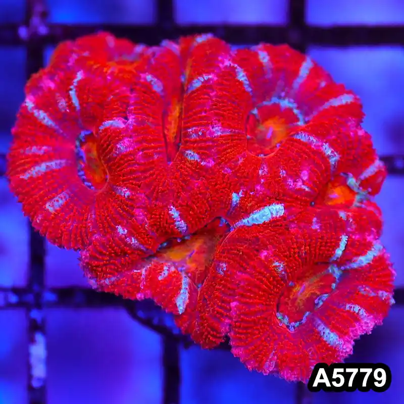Item#A5779LW5779(S) WYSIWYG Aussie Ultra Acan Lord Small Frag - Zooxae