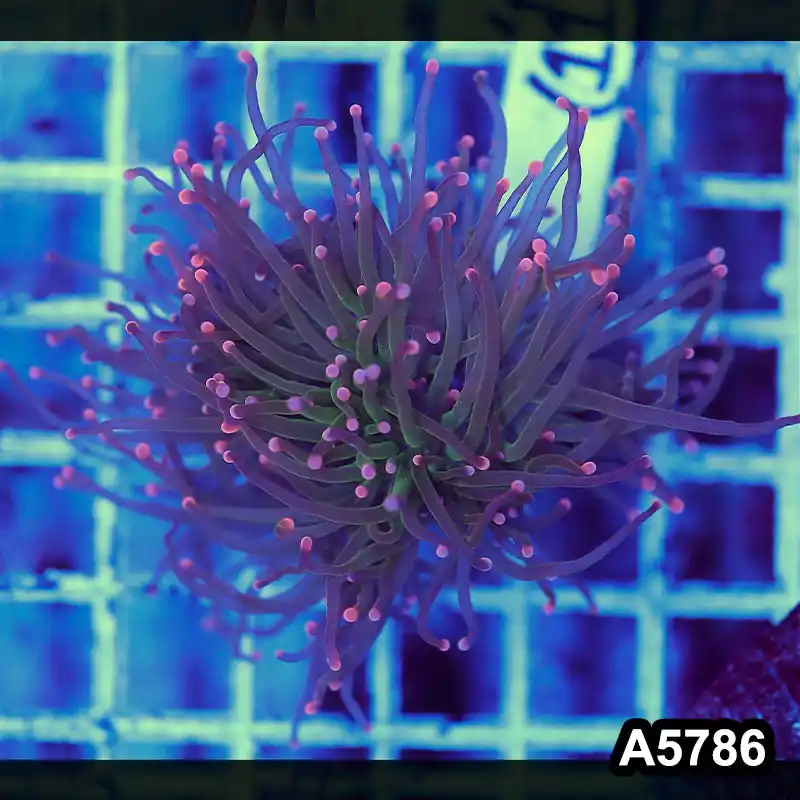Item#A5786LW5786(M) WYSIWYG Indo Maricultured Unique Rainbow Tip Torch Single Head - Zooxae