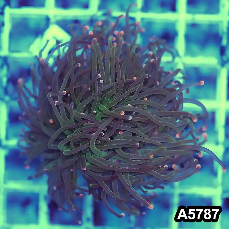 Item#A5787LW5787(M) WYSIWYG Indo Maricultured Unique Rainbow Tip Torch Single Head - Zooxae
