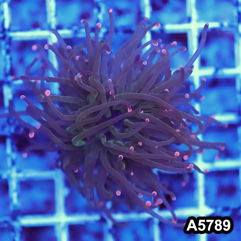 Item#A5789LW5789(M) WYSIWYG Indo Maricultured Unique Rainbow Tip Torch Single Head - Zooxae