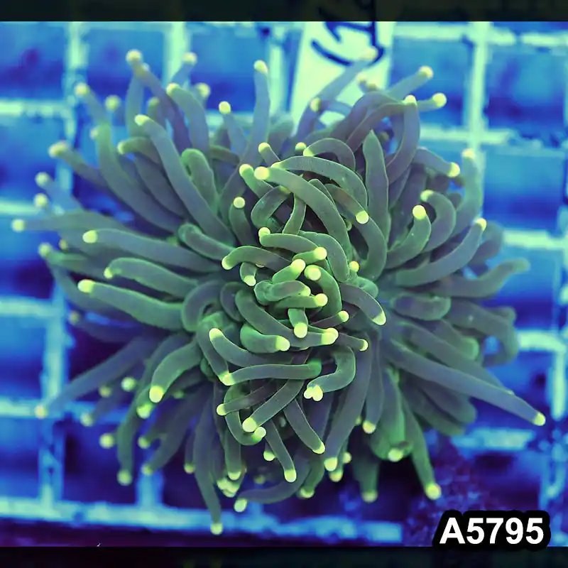 Item#A5795LW5795(M) WYSIWYG Indo Maricultured Ultra Yellow Tip Torch Single Head - Zooxae
