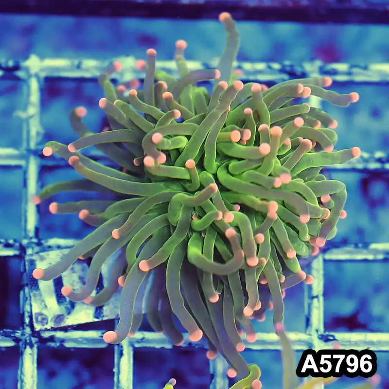 Item#A5796LW5796(M) WYSIWYG Indo Maricultured Ultra Unique Pink Tip Neon Torch Single Head - Zooxae