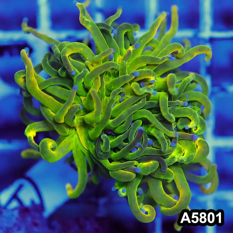 Item#A5801LW5801(M) WYSIWYG Indo Maricultured Rare Blue Tip Holy Grail Torch Single Head - Zooxae