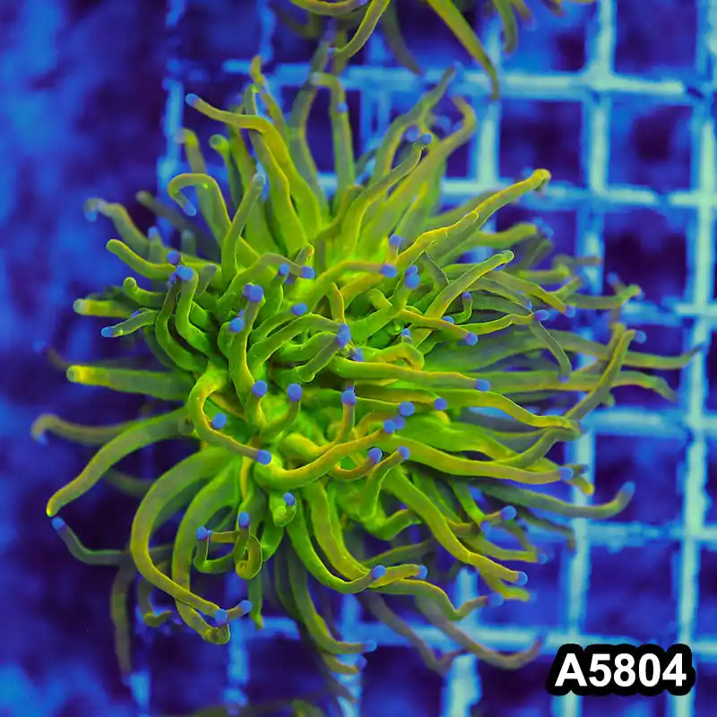 Item#A5804LW5804(M) WYSIWYG Indo Maricultured Rare Blue Tip Holy Grail Torch Single Head - Zooxae