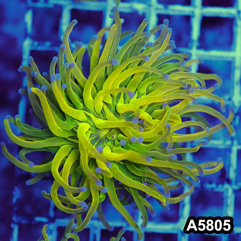Item#A5805LW5805(M) WYSIWYG Indo Maricultured Rare Blue Tip Holy Grail Torch Single Head - Zooxae