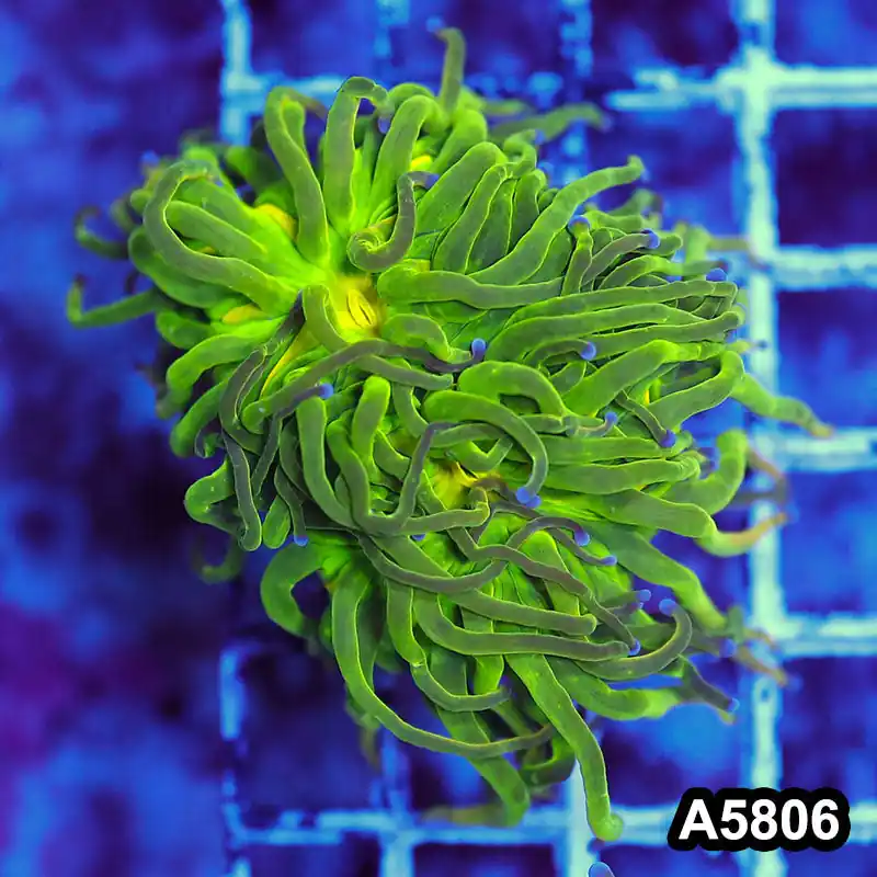 Item#A5806LW5806(M) WYSIWYG Indo Maricultured Rare Blue Tip Holy Grail Torch Single Head - Zooxae