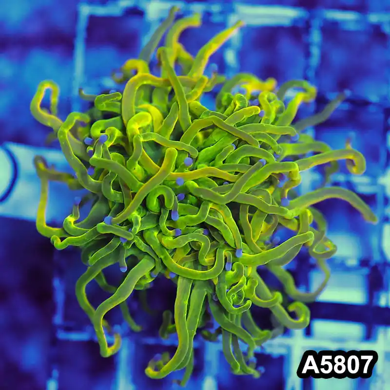 Item#A5807LW5807(M) WYSIWYG Indo Maricultured Rare Blue Tip Holy Grail Torch Single Head - Zooxae