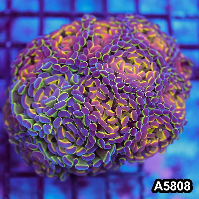 Item#A5808LW5808(L) WYSIWYG Indo Maricultured Hologram Branching Hammer Colony - Zooxae