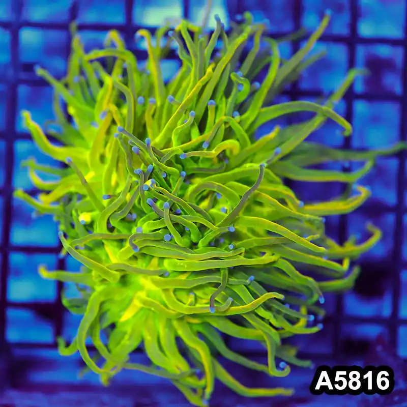 Item#A5816LW5816(M) WYSIWYG Indo Maricultured Rare Blue Tip Holy Grail Torch Double Head - Zooxae