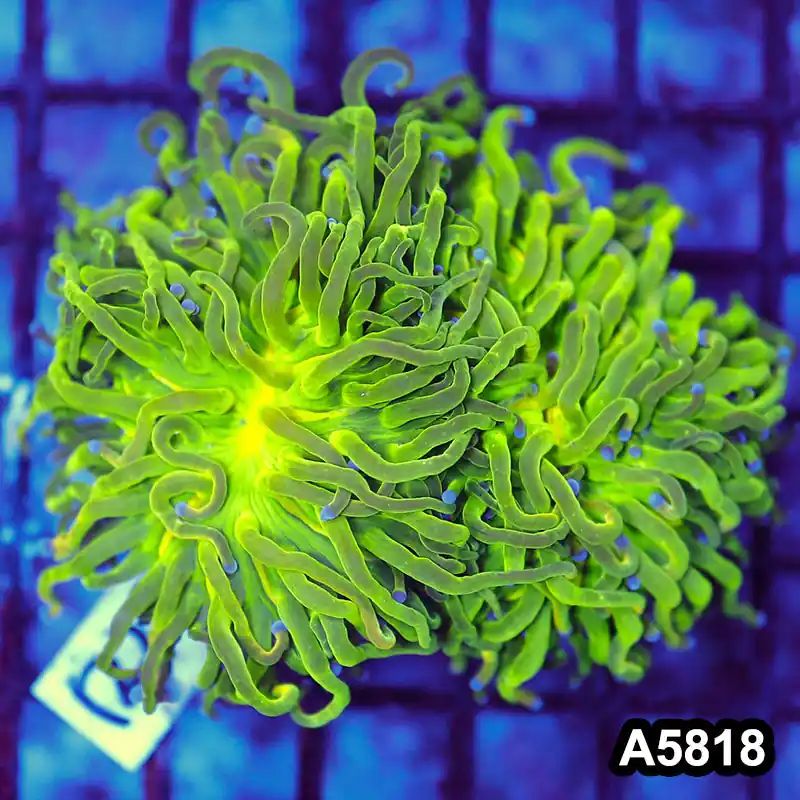 Item#A5818LW5818(M) WYSIWYG Indo Maricultured Rare Blue Tip Holy Grail Torch Double Head - Zooxae
