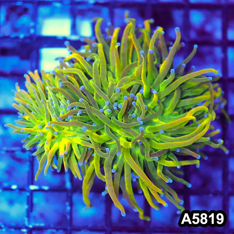Item#A5819LW5819(M) WYSIWYG Indo Maricultured Rare Blue Tip Holy Grail Torch Double Head - Zooxae