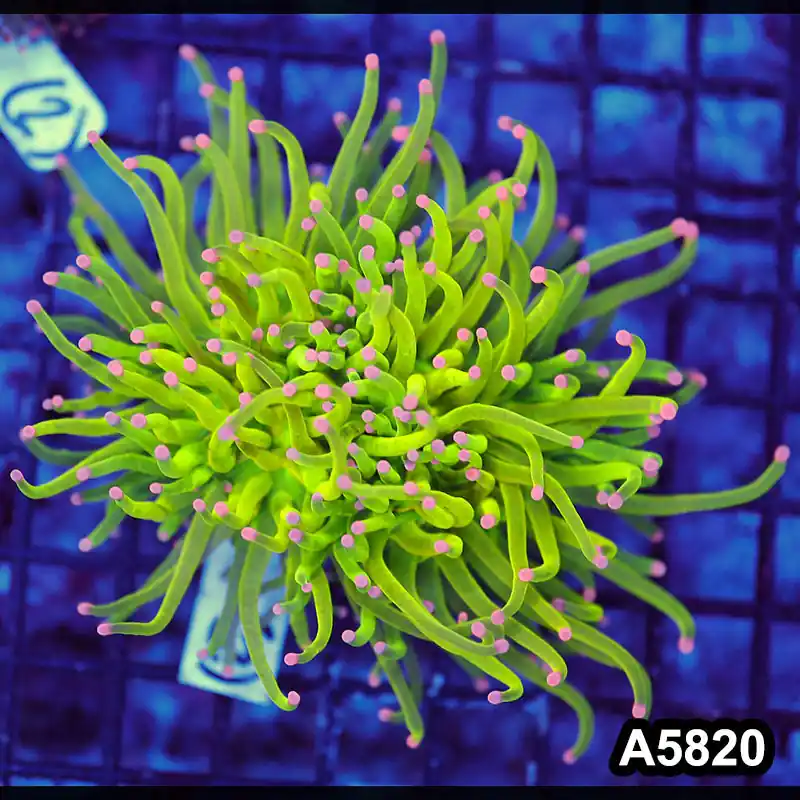 Item#A5820LW5820(M) WYSIWYG Indo Maricultured Rare Pink Tip Holy Grail Torch Double Head - Zooxae