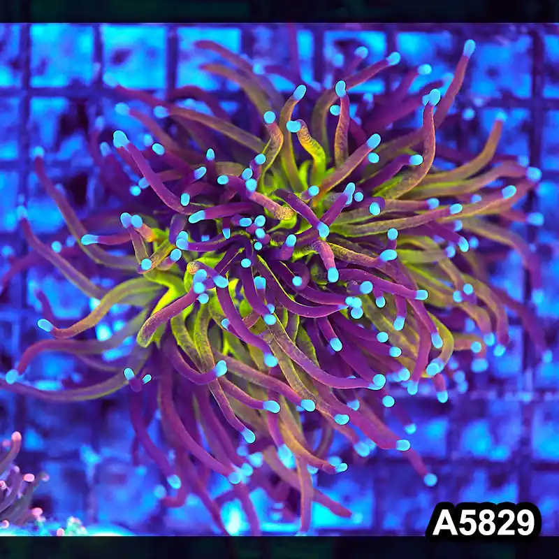 Item#A5829LW5829(M) WYSIWYG Indo Maricultured Unique Holy Grail Tiger Torch Double Head - Zooxae