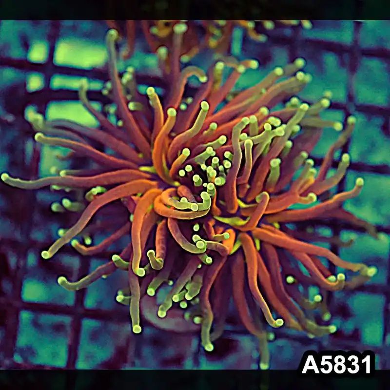 Item#A5831LW5831(M) WYSIWYG Indo Maricultured Unique Holy Grail Tiger Torch Double Head - Zooxae
