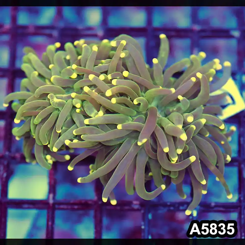Item#A5835LW5835(M) WYSIWYG Indo Maricultured Ultra Yellow Tip Torch Double Head - Zooxae