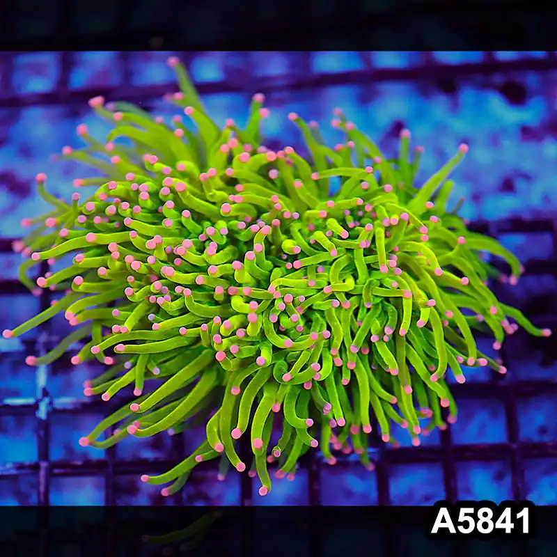 Item#A5841LW5841(M) WYSIWYG Indo Maricultured Rare Pink Tip 3 Headed Holy Grail Torch Colony - Zooxae