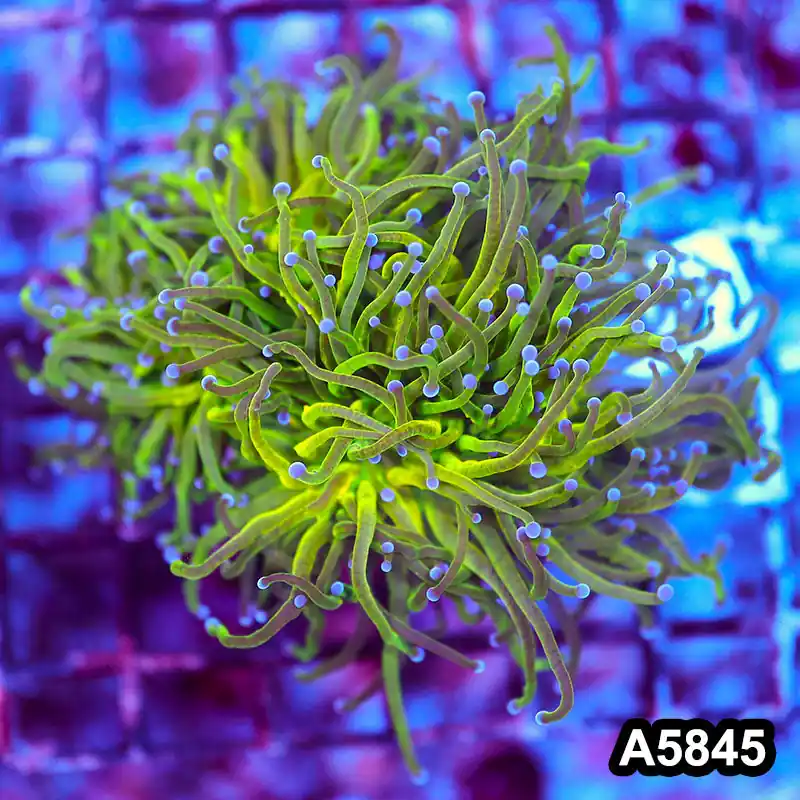 Item#A5845LW5845(M) WYSIWYG Indo Maricultured Rare Blue Tip 3 Headed Holy Grail Torch Colony - Zooxae