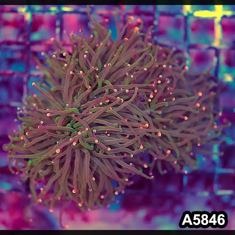 Item#A5846LW5846(M) WYSIWYG Indo Maricultured Unique Rainbow 3 Headed Torch Colony - Zooxae