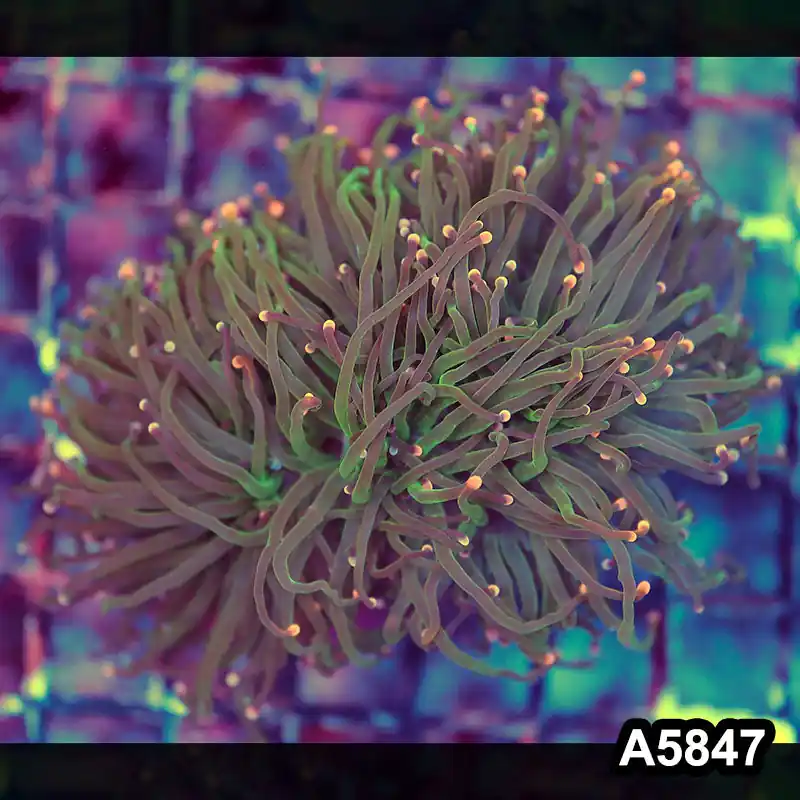 Item#A5847LW5847(M) WYSIWYG Indo Maricultured Unique Rainbow 3 Headed Torch Colony - Zooxae