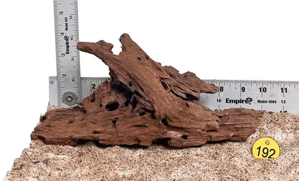 WYSIWYG 192Y - 260218 - Malaysian Mangrove Wood (Small)