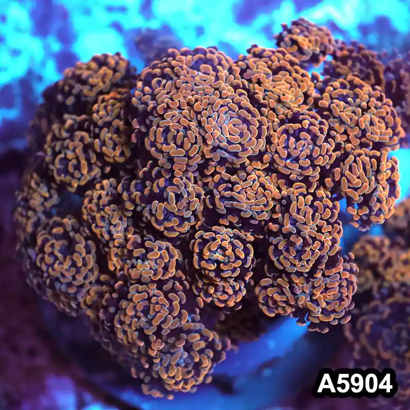 Item#A5904RW5904(XL) WYSIWYG Indo Cultured Ultra Branching Hammer Show Size Colony - Zooxae