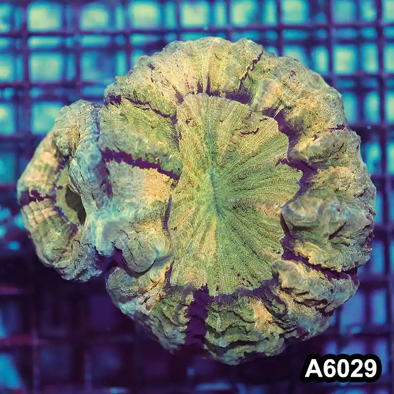 Item#A6029IN6029(L) WYSIWYG Indo Ultra Unique Double Headed Acanthophyllia - Zooxae