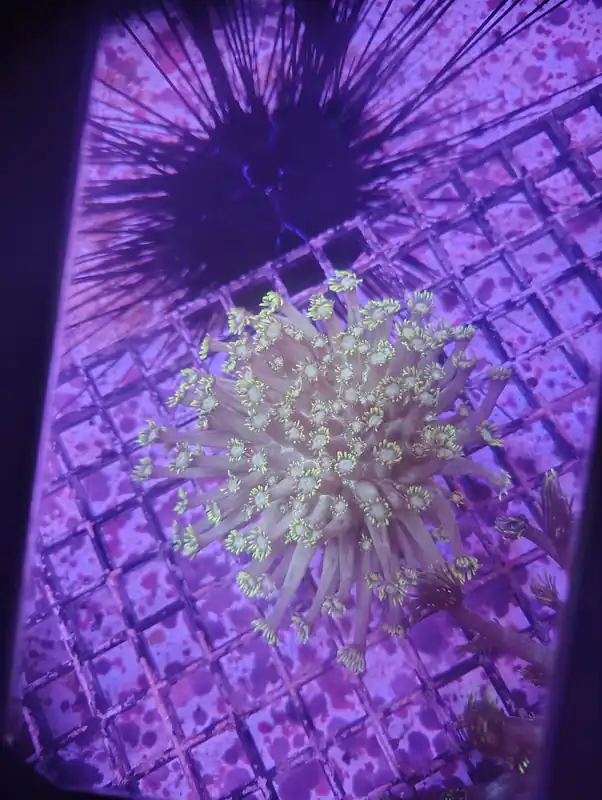 Indo Ultra Neon Goniopora Colony - Zooxae