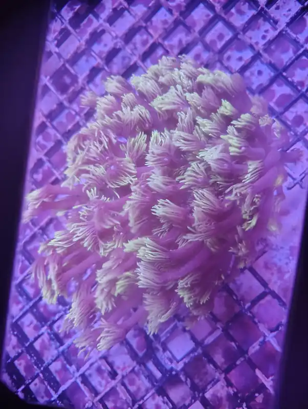 Indo Ultra Neon Tip Goniopora Colony - Zooxae