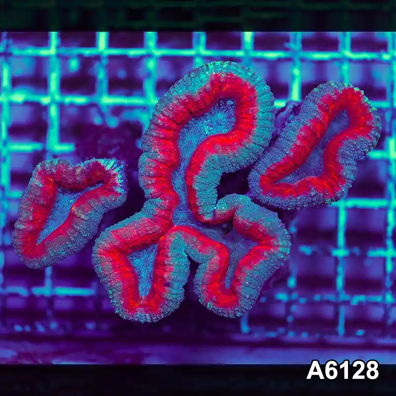 T3-95 Aussie Ultra Lobophyllia Colony