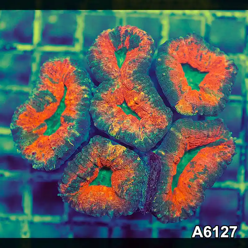 Item#A6127S1B6127(M) JAPRIL2726573 WYSIWYG Aussie Ultra Lobophyllia Colony - Zooxae