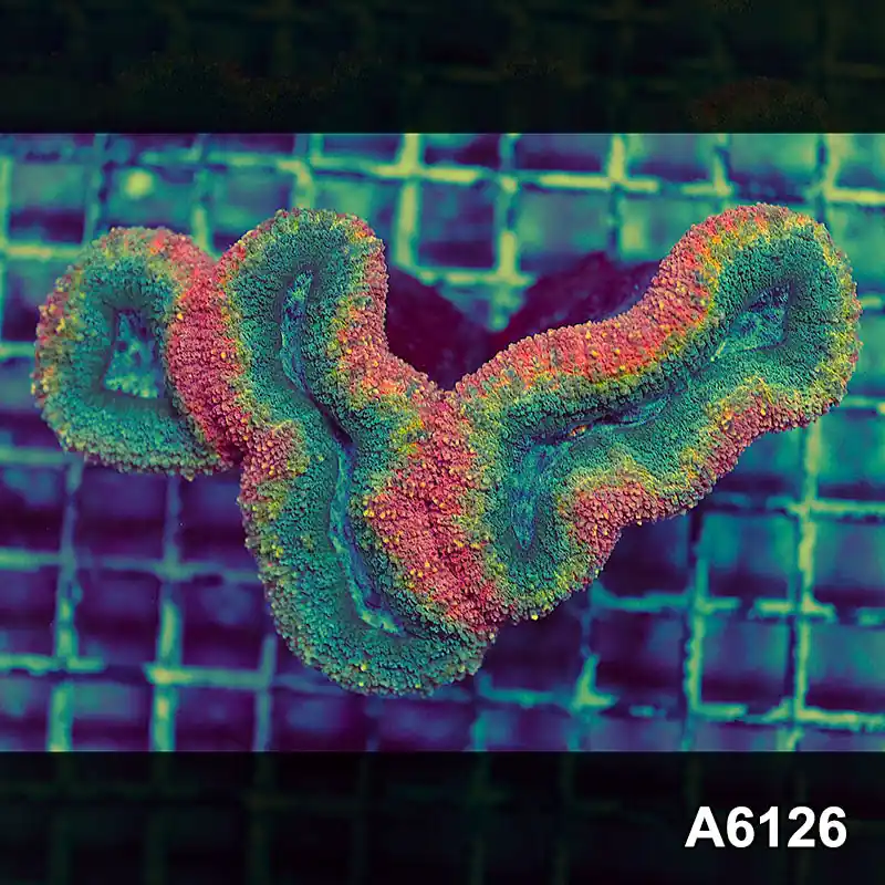Item#A6126S1B6126(M) JAPRIL2726575 WYSIWYG Aussie Rainbow Lobophyllia Colony - Zooxae