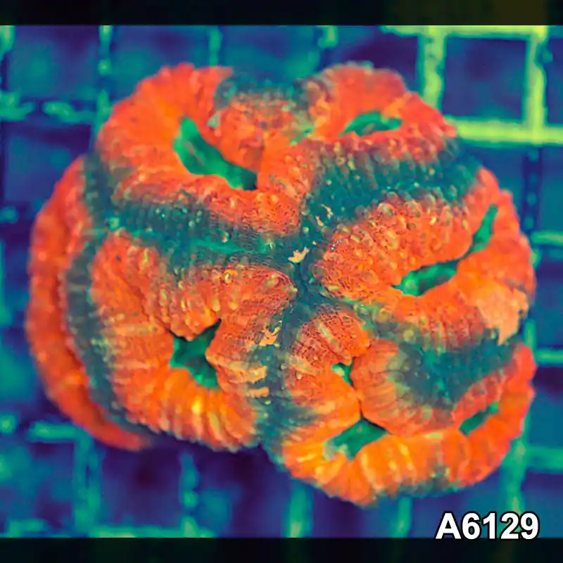Item#A6129S1B6129(M) JAPRIL2726561 WYSIWYG Aussie Ultra Lobophyllia Colony - Zooxae