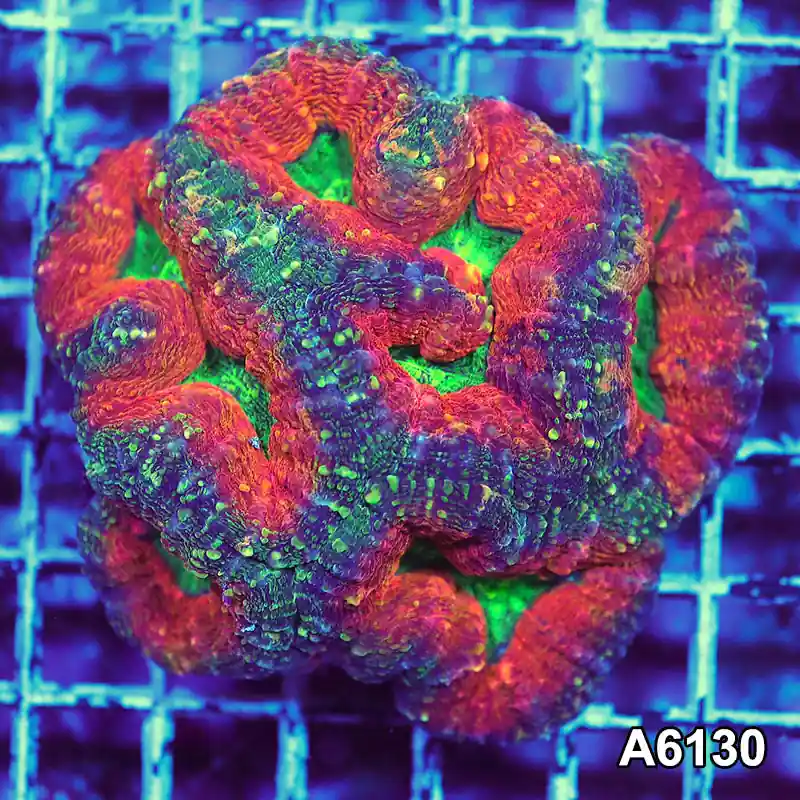Item#A6130S1B6130(M) JAPRIL2726560 WYSIWYG Aussie Ultra Lobophyllia Colony - Zooxae
