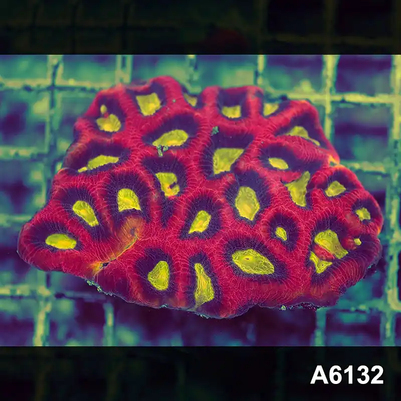 Item#A6132S1B6132(S) iAPRIL2726470 WYSIWYG Aussie Ultra Dragon Soul Prism Favia Colony - Zooxae