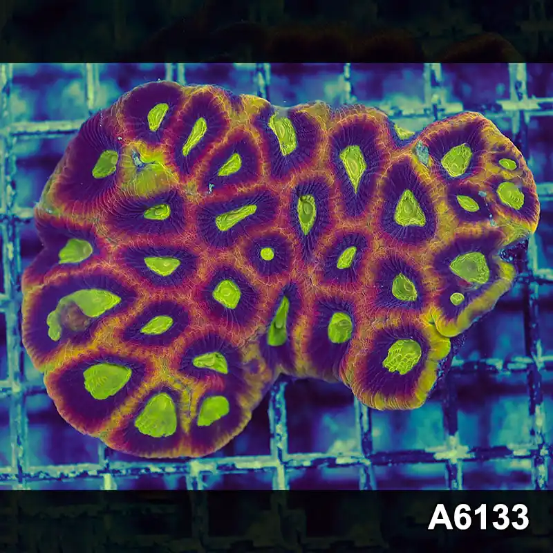 Item#A6133S1B6133(M) iAPRIL2726469 WYSIWYG Aussie Ultra Dragon Soul Prism Favia Colony - Zooxae