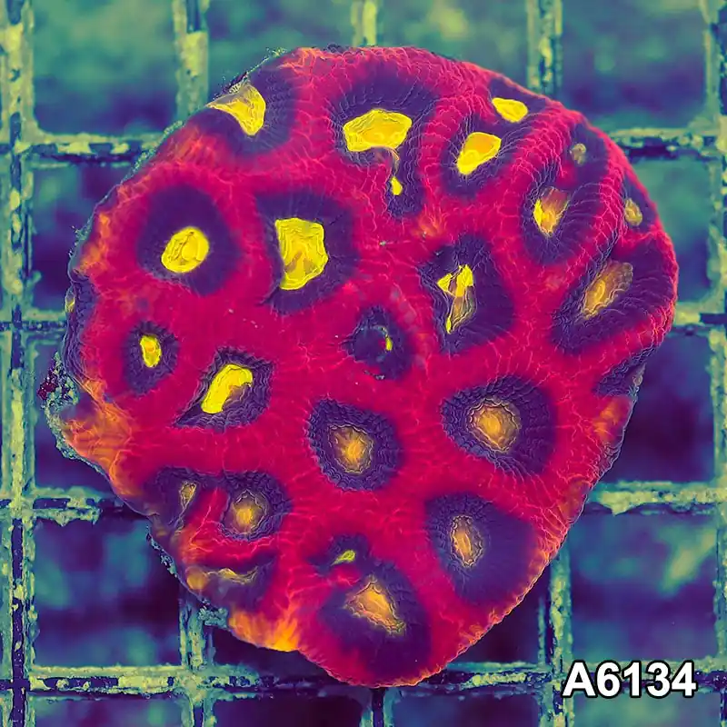 Item#A6134S1B6134(S) iAPRIL2726468 WYSIWYG Aussie Ultra Dragon Soul Prism Favia Colony - Zooxae