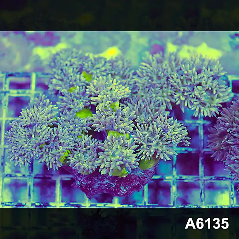 Item#A6135S1B6135(L) iAPRIL2726464 WYSIWYG Aussie Ultra Neon Stem Duncan Colony - Zooxae