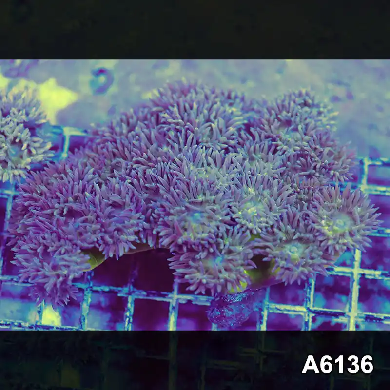 Item#A6136S1B6136(L) iAPRIL2726463 WYSIWYG Aussie Ultra Neon Stem Duncan Colony - Zooxae