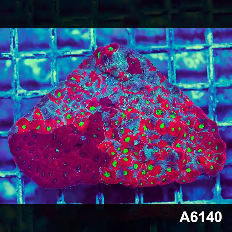 T3-26 Aussie Ultra Unique Grafted War Coral Favites Colony