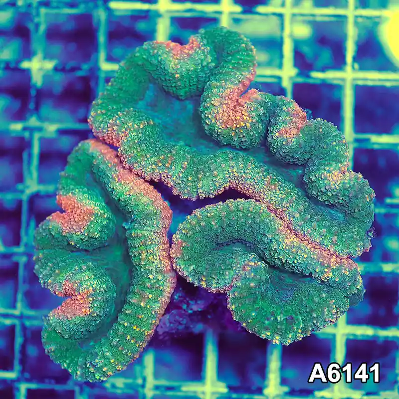 Item#A6141S1B6141(M) GGGAPRIL2726400 WYSIWYG Aussie Rainbow Lobophyllia Colony - Zooxae