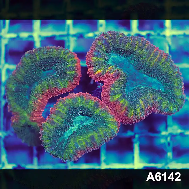 Item#A6142S1B6142(M) GGGAPRIL2726399 WYSIWYG Aussie Rainbow Lobophyllia Colony - Zooxae