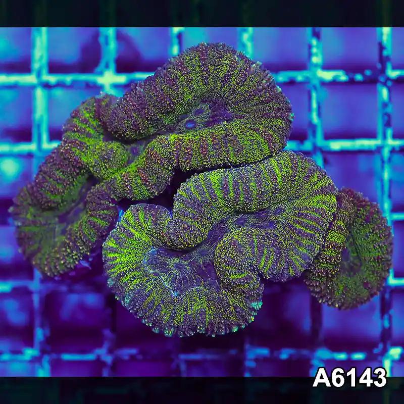 Item#A6143S1B6143(M) GGGAPRIL2726395 WYSIWYG Aussie Ultra Lobophyllia Colony - Zooxae