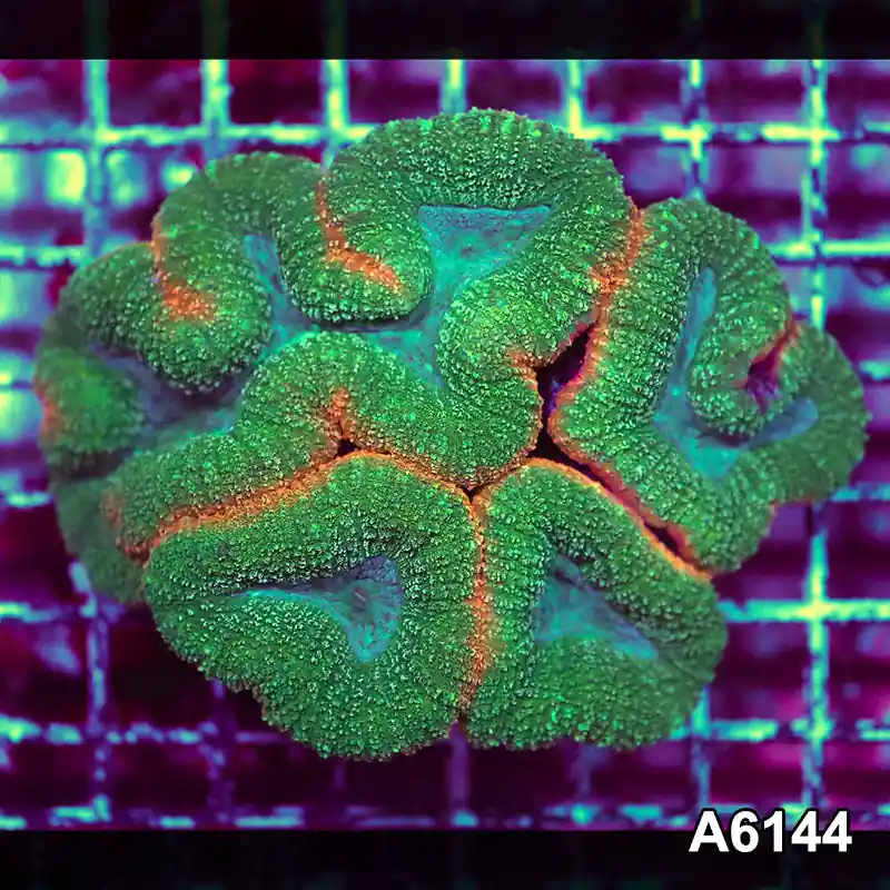 Item#A6144S1B6144(M) GGGAPRIL2726394 WYSIWYG Aussie Rainbow Lobophyllia Colony - Zooxae