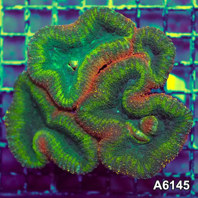 Item#A6145S1B6145(M) GGGAPRIL2726390 WYSIWYG Aussie Rainbow Lobophyllia Colony - Zooxae
