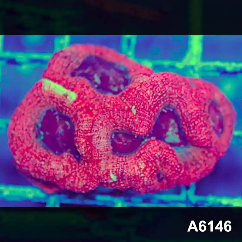 Item#A6146S1B6146(S) AAPRIL2726135 WYSIWYG Aussie Ultra Bowerbanki Mini Colony - Zooxae